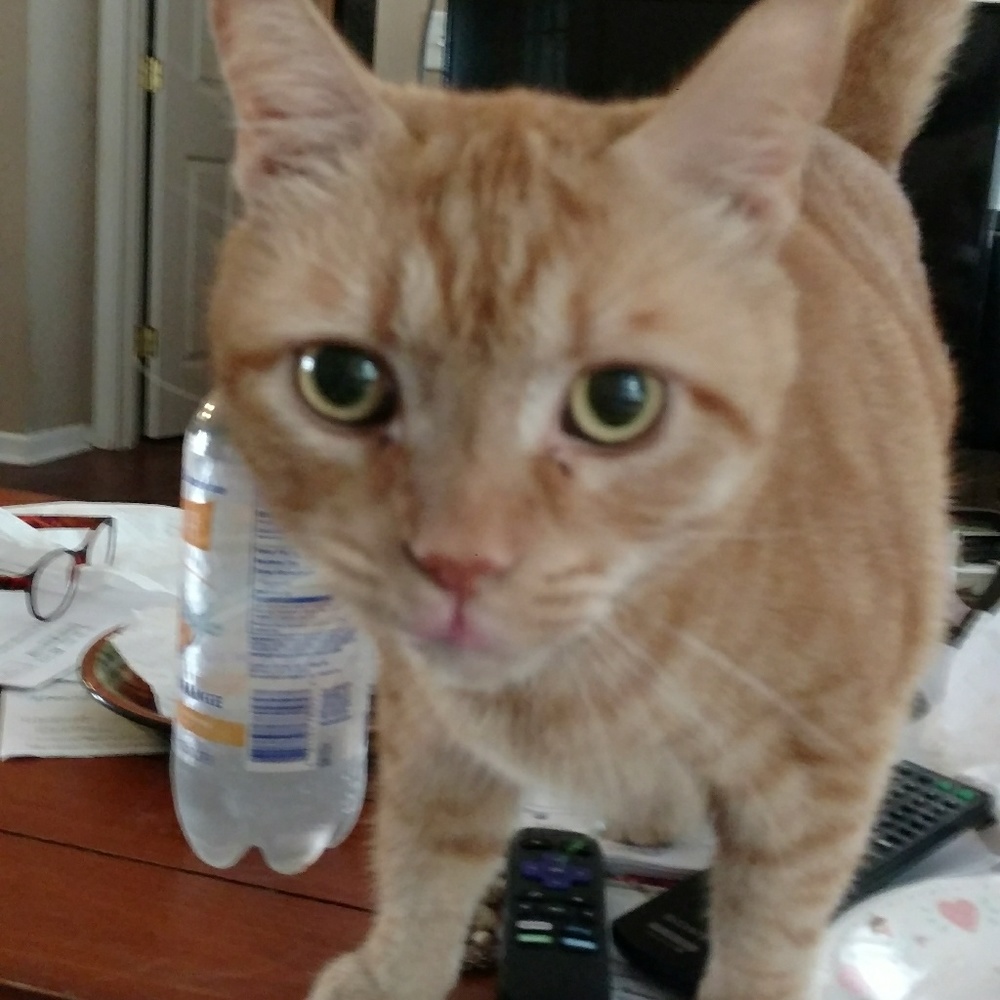 Tom by popular request! - Picture 2 of 2